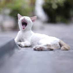 View of a cat yawning