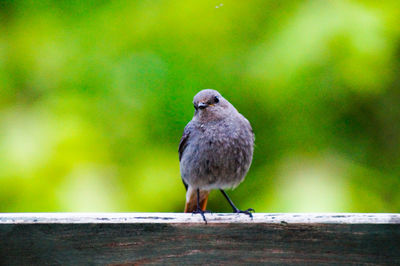 Close-up of young robin perching on wood