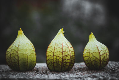 Close-up of oranges growing on plant