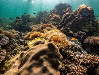 View of coral swimming in sea