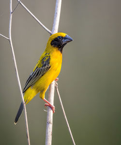 Close-up of bird perching on branch