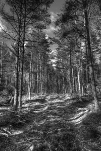 Trees in forest