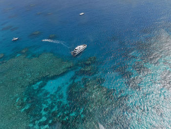 High angle view of turtle in sea