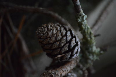 Close-up of pine cone on tree