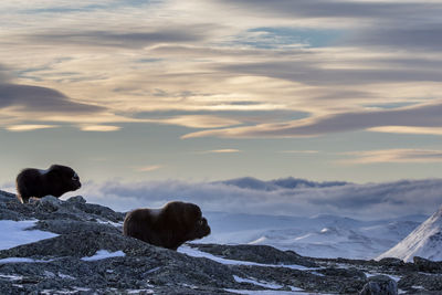 American bison standing on mountain against cloudy sky during winter
