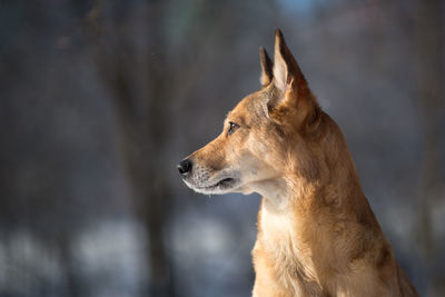 Close-up of a dog looking away