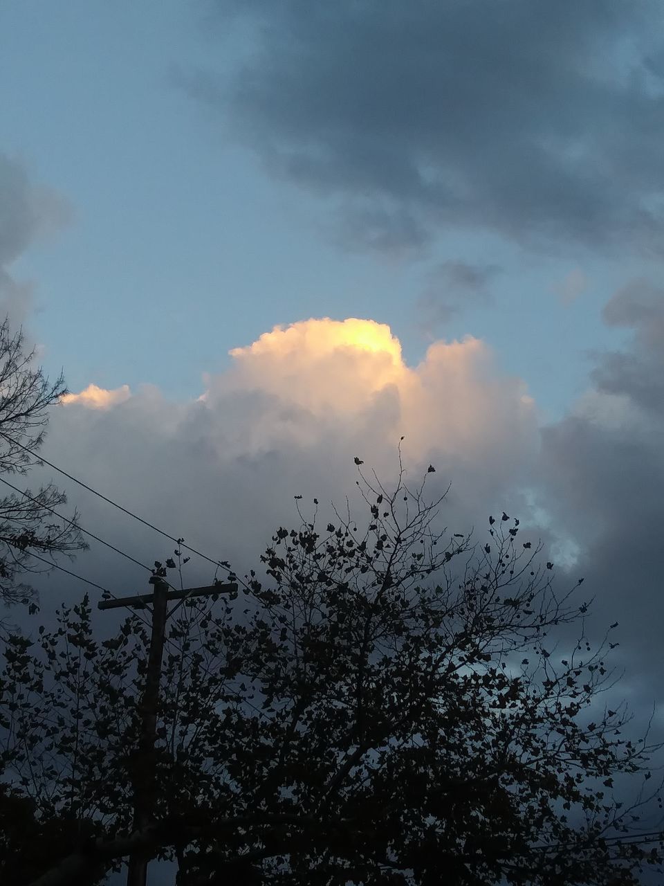 LOW ANGLE VIEW OF SILHOUETTE TREES AGAINST SKY DURING SUNSET