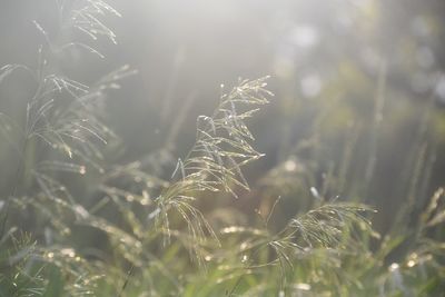 Close-up of stalks in field