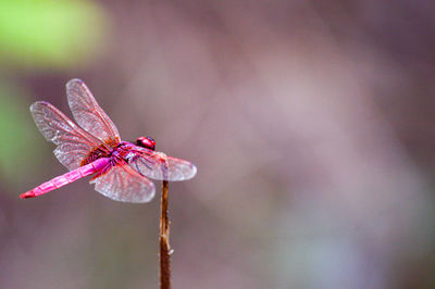 Close-up of insect on plant