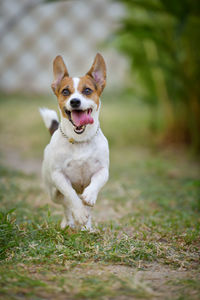 Portrait of dog running on field