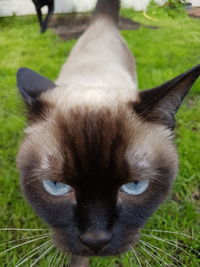 Close-up portrait of cat