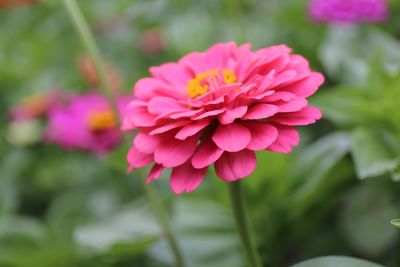 Close-up of pink flower blooming outdoors