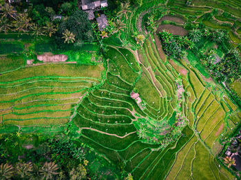 Aerial view stairs rice plantation in bali, indonesia