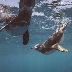 View of birds swimming in sea