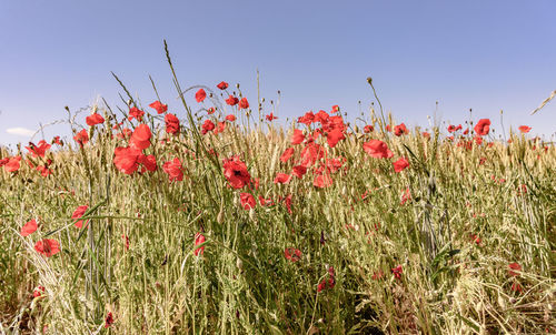 Poppies growing in field against clear sky