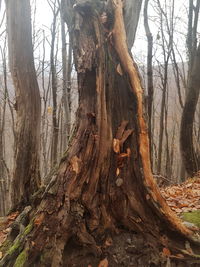 Close-up of tree trunk in forest