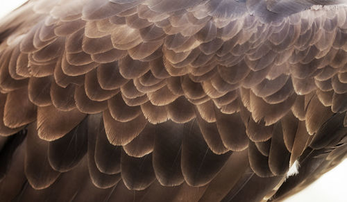 Full frame shot of textured surface