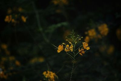 Close-up of yellow flowering plant