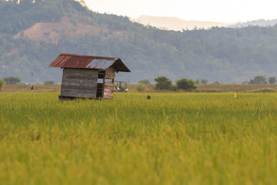 Scenic view of agricultural field