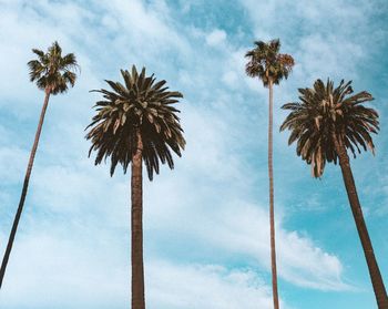 Low angle view of palm trees against sky