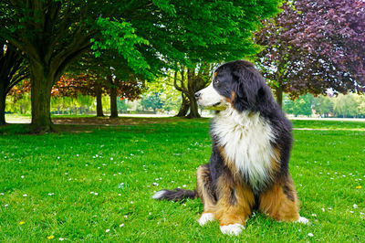 Large and fluffy bernese mountain dog sitting on the green grass in the dog friendly park