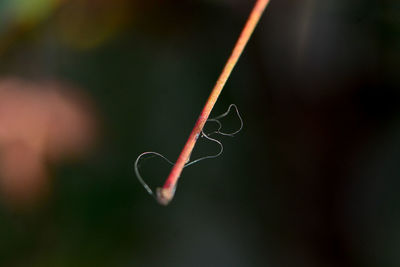 Close-up of heart shape leaf