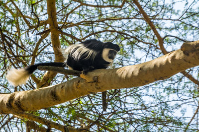 Monkey on tree trunk  in th wild
