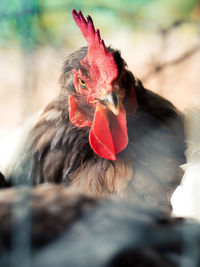 Close-up of rooster