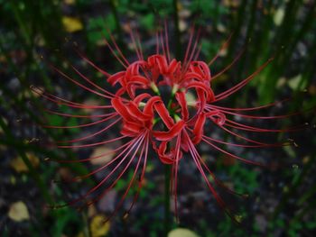 Close-up of red flower