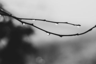 Close-up of water drops on twig