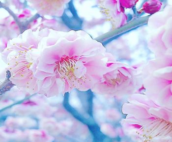 Close-up of pink cherry blossom