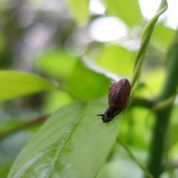 Close-up of insect on leaf