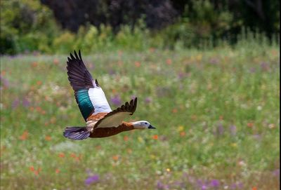 Bird flying over field