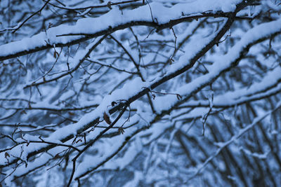 Close-up of frozen bare tree during winter