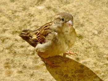 High angle view of a bird on rock