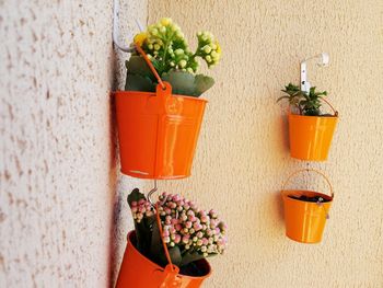 Close-up of potted plants on wall