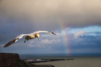 Seagull flying over sea against sky