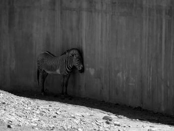 Close-up of a zebra