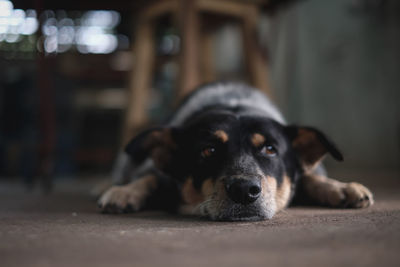 Close-up of dog resting at home