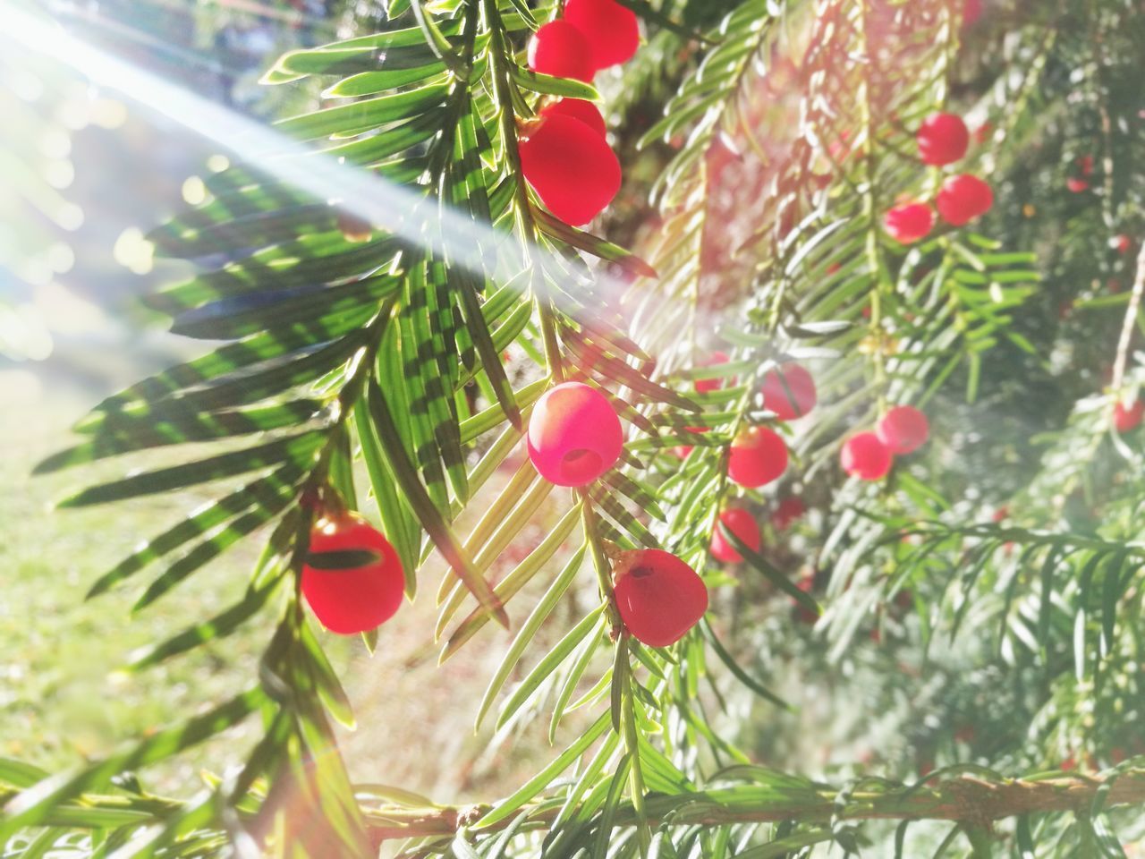 CLOSE-UP OF CHRISTMAS TREE WITH RED LEAVES