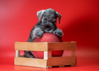 Close-up of dog sitting on wooden box