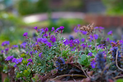 Close-up of purple flowering plants on field