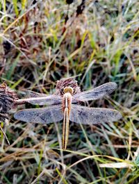 Close-up of insect on field