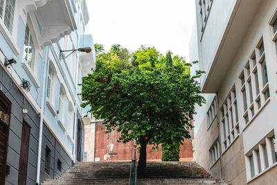 Low angle view of trees and buildings against sky