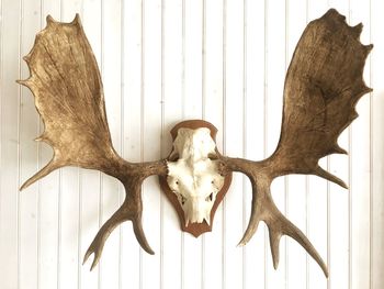 Close-up of animal skull