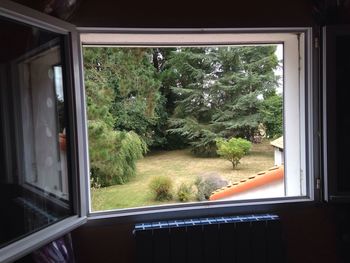 Trees seen through window