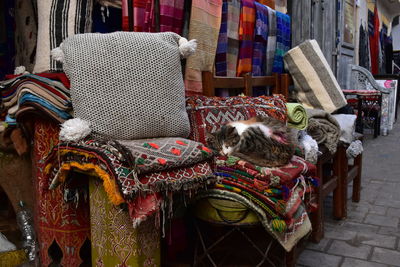 View of an animal sleeping on chair