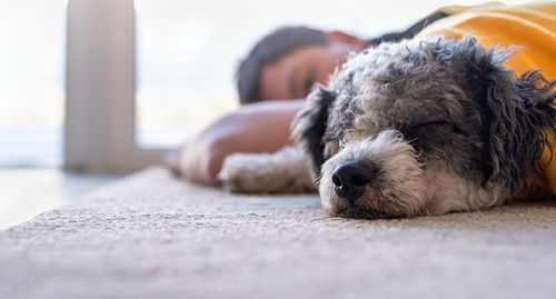 Close-up of dog sleeping at home