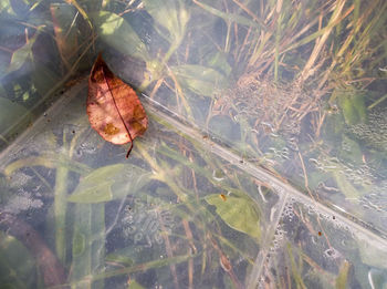 Dry leaves floating on water