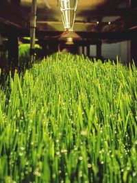 green